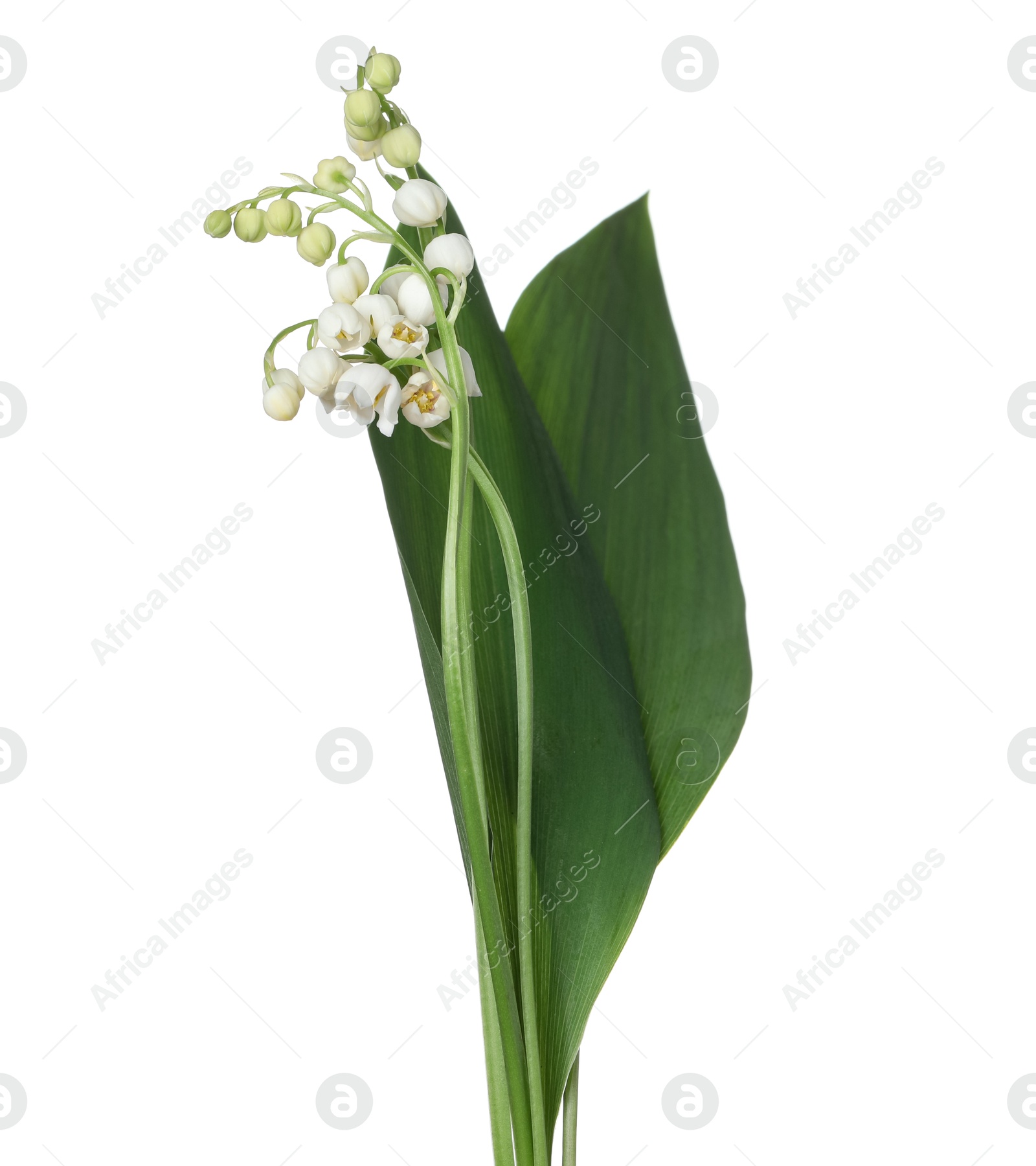 Beautiful fragrant lily-of-the-valley flowers isolated on white Photo of Beautiful fragrant lily-of-the-valley flowers isolated on white