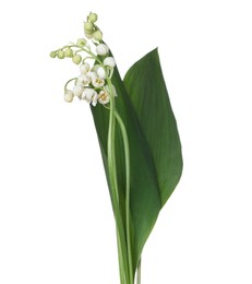 Photo of Beautiful fragrant lily-of-the-valley flowers isolated on white