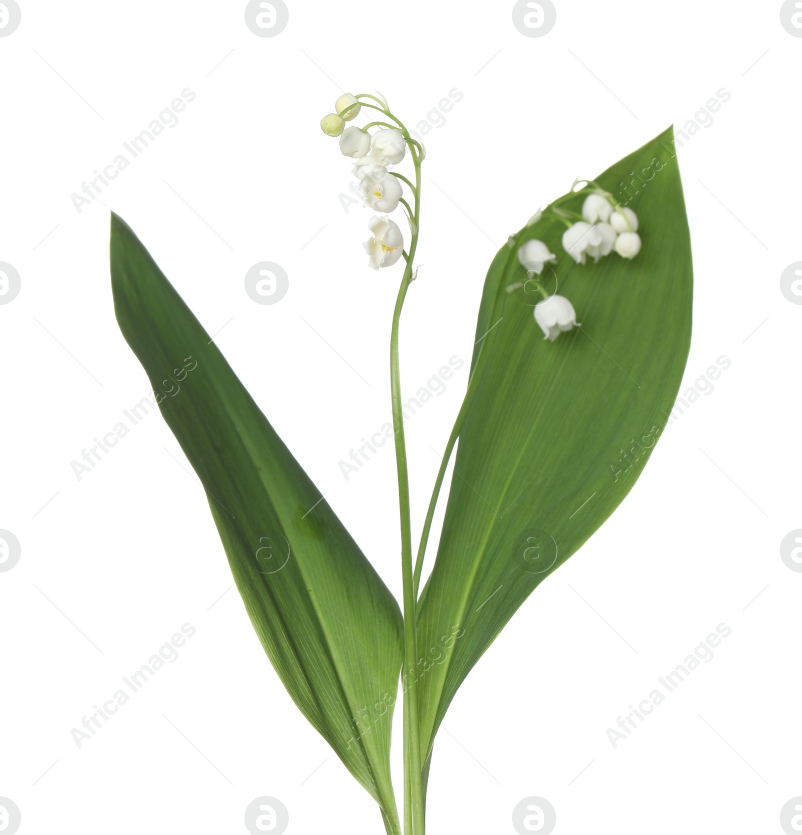 Beautiful fragrant lily-of-the-valley flowers isolated on white Photo of Beautiful fragrant lily-of-the-valley flowers isolated on white