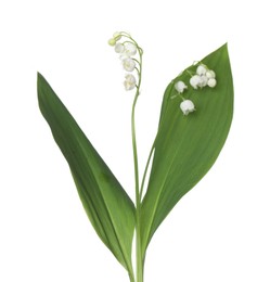 Photo of Beautiful fragrant lily-of-the-valley flowers isolated on white