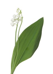 Photo of Beautiful fragrant lily-of-the-valley flowers isolated on white