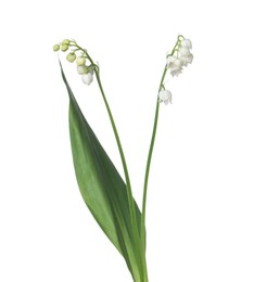 Photo of Beautiful fragrant lily-of-the-valley flowers isolated on white
