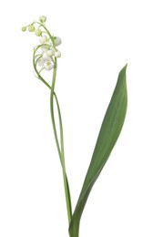 Photo of Beautiful fragrant lily-of-the-valley flowers isolated on white