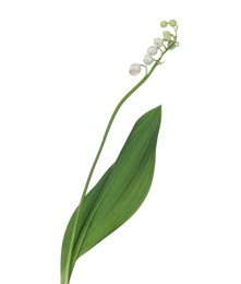Photo of Beautiful fragrant lily-of-the-valley flowers isolated on white