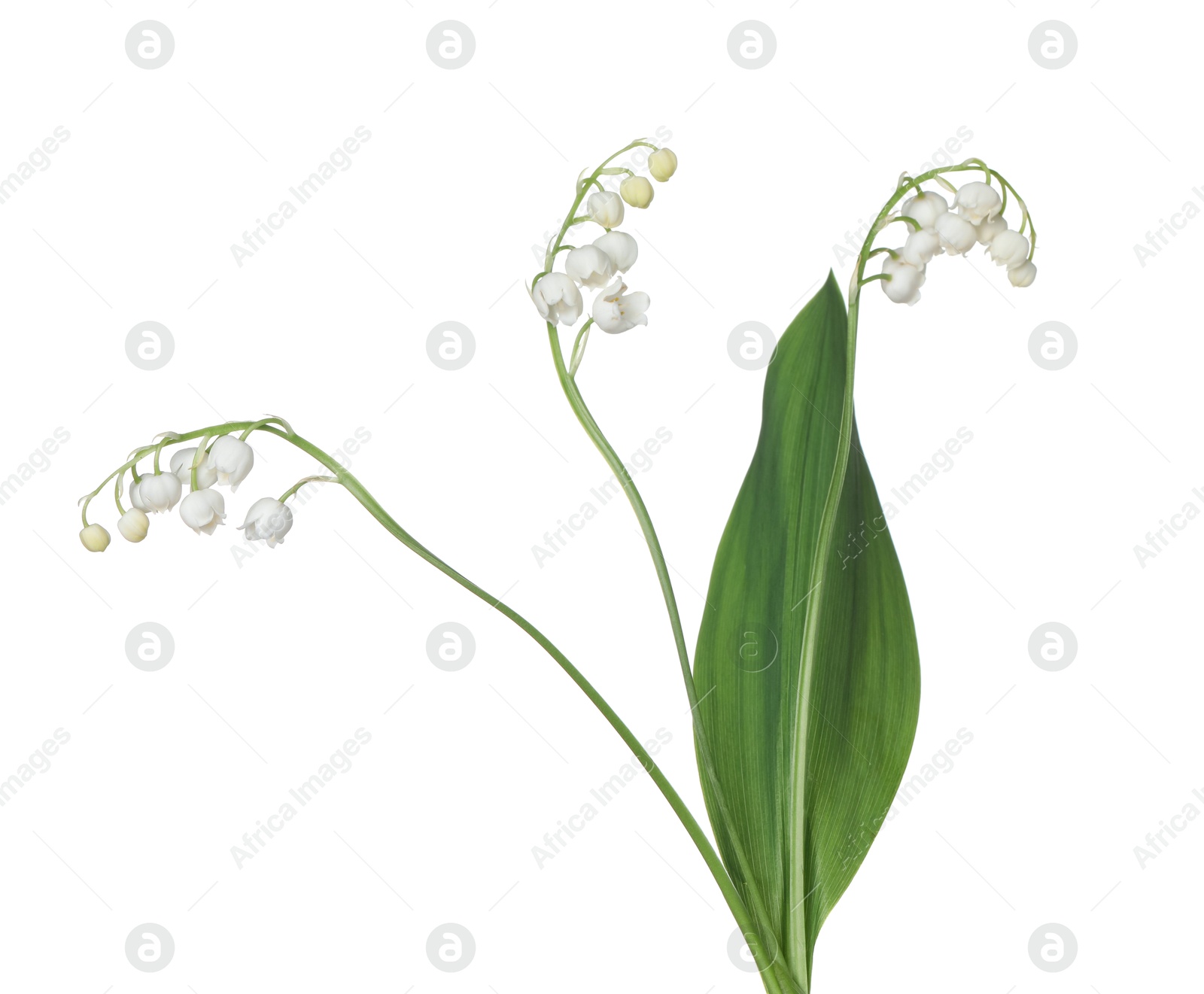 Beautiful fragrant lily-of-the-valley flowers isolated on white Photo of Beautiful fragrant lily-of-the-valley flowers isolated on white