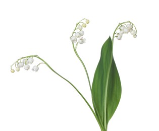 Photo of Beautiful fragrant lily-of-the-valley flowers isolated on white