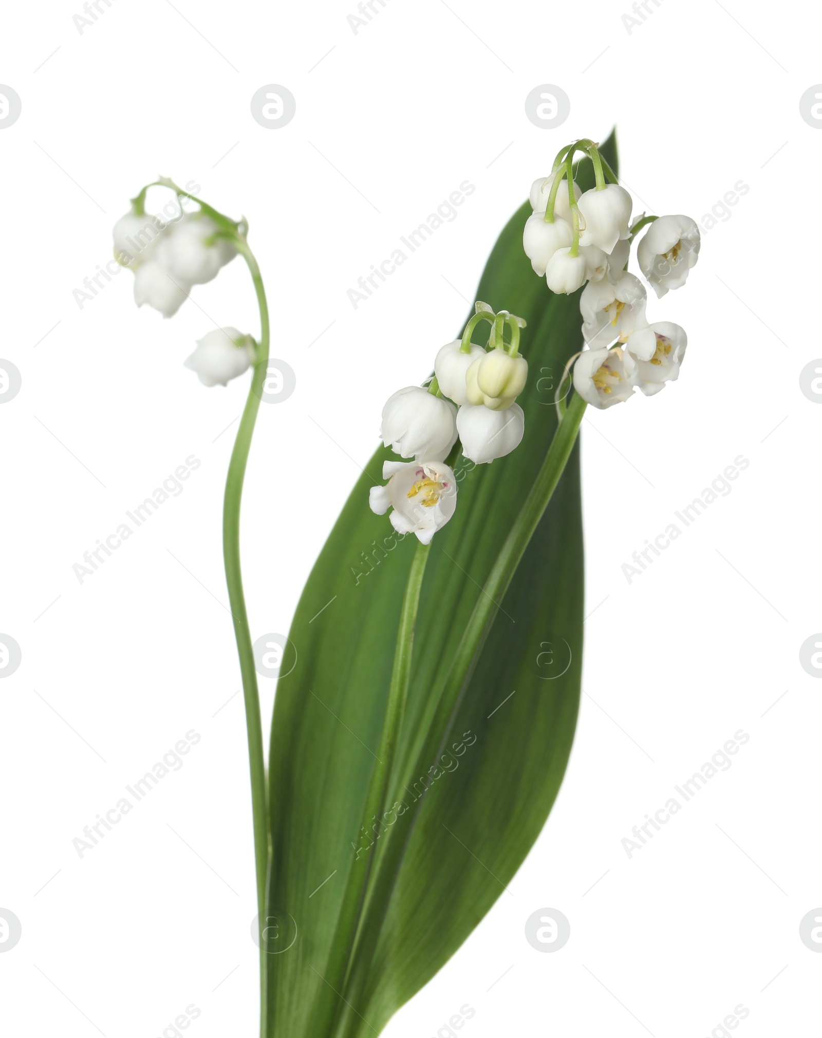 Beautiful fragrant lily-of-the-valley flowers isolated on white Photo of Beautiful fragrant lily-of-the-valley flowers isolated on white