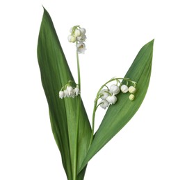 Photo of Beautiful fragrant lily-of-the-valley flowers isolated on white
