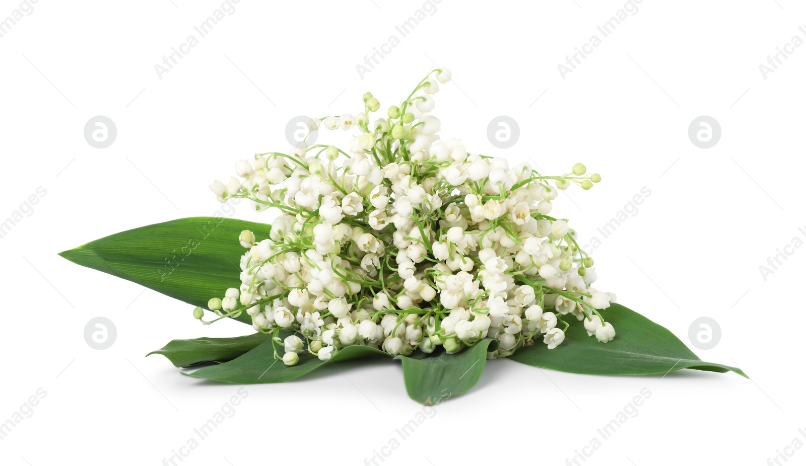 Bouquet of beautiful lily of the valley flowers isolated on white Photo of Bouquet of beautiful lily of the valley flowers isolated on white