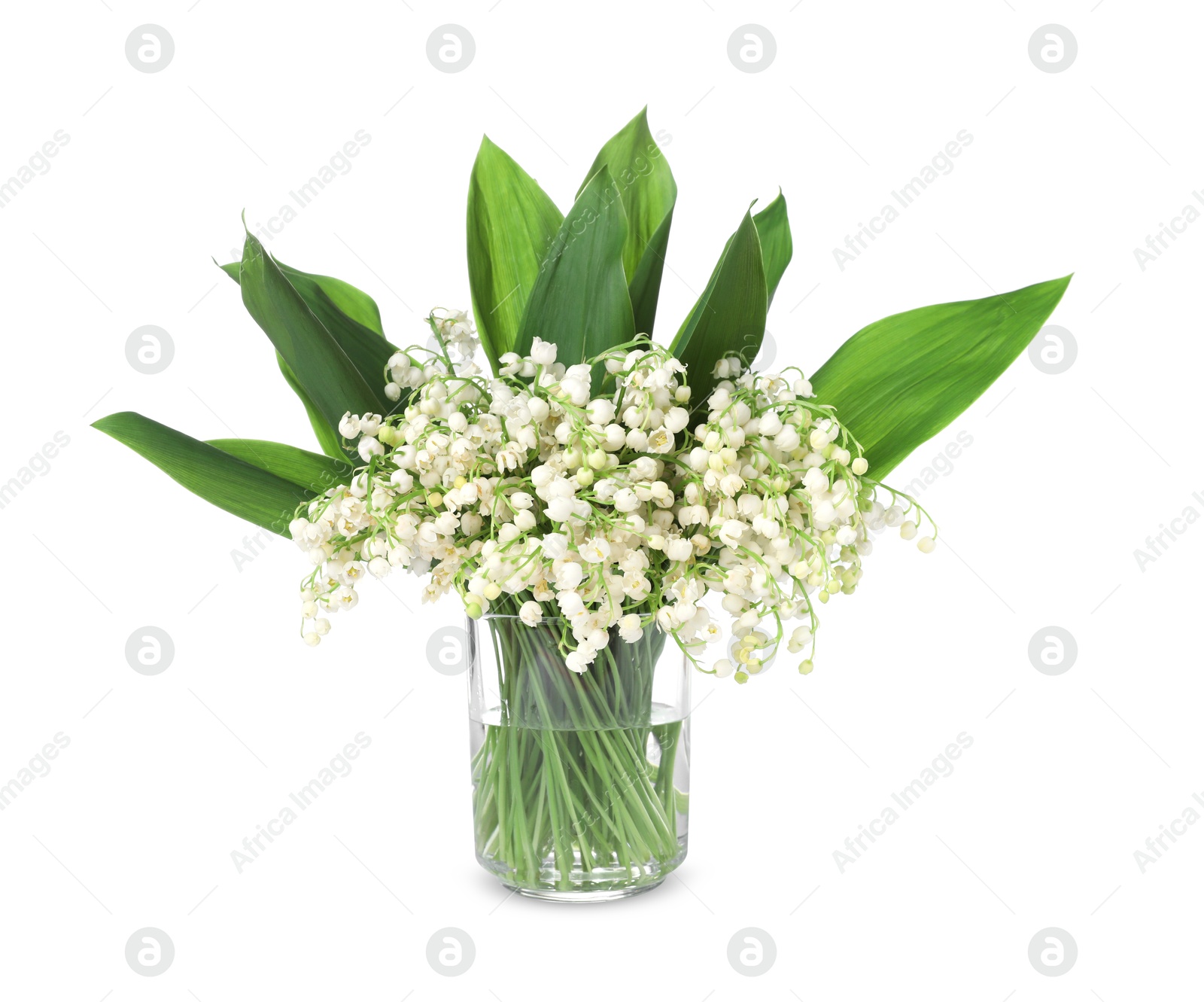 Bouquet of beautiful lily of the valley flowers isolated on white Photo of Bouquet of beautiful lily of the valley flowers isolated on white