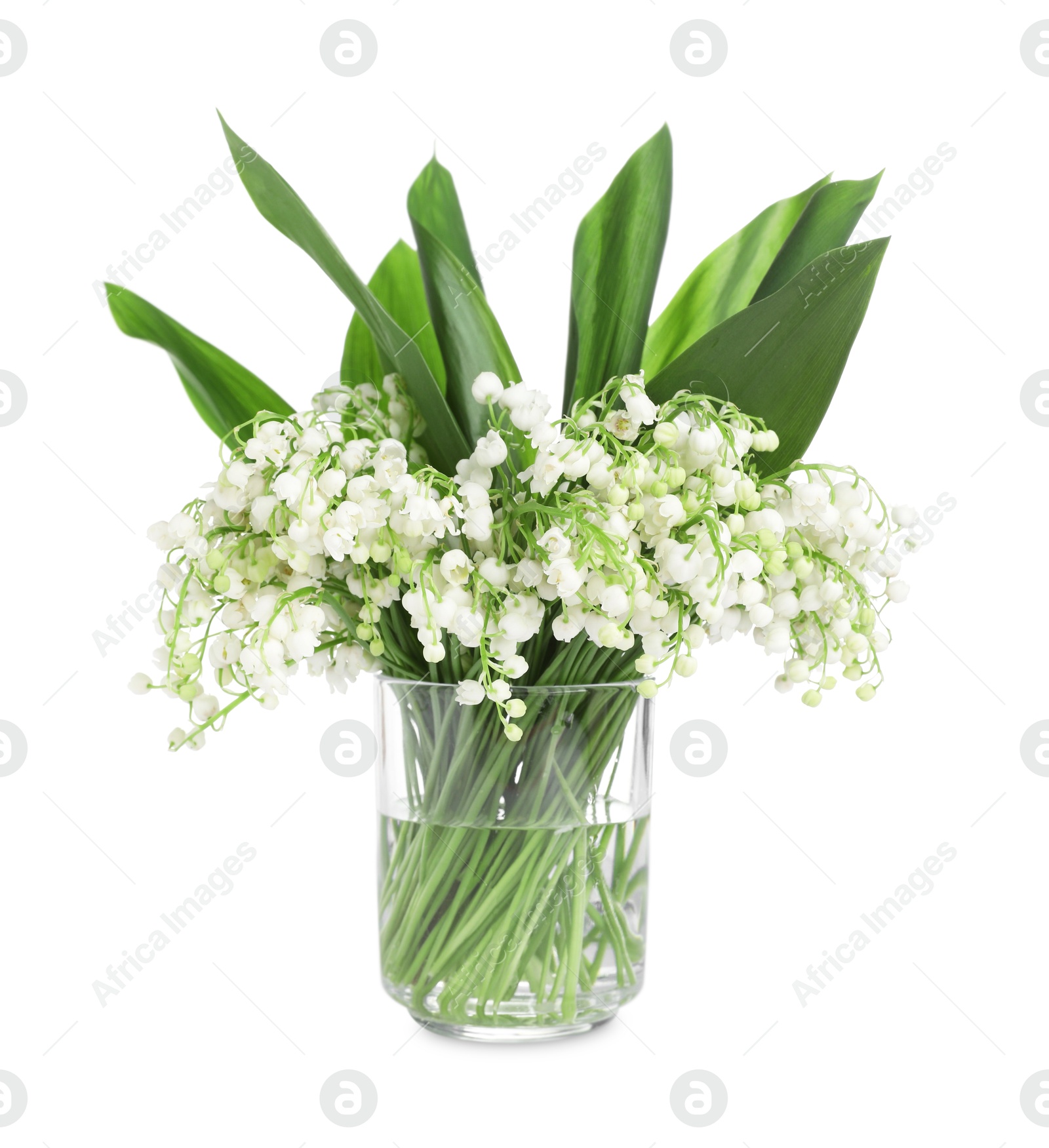 Bouquet of beautiful lily of the valley flowers isolated on white Photo of Bouquet of beautiful lily of the valley flowers isolated on white