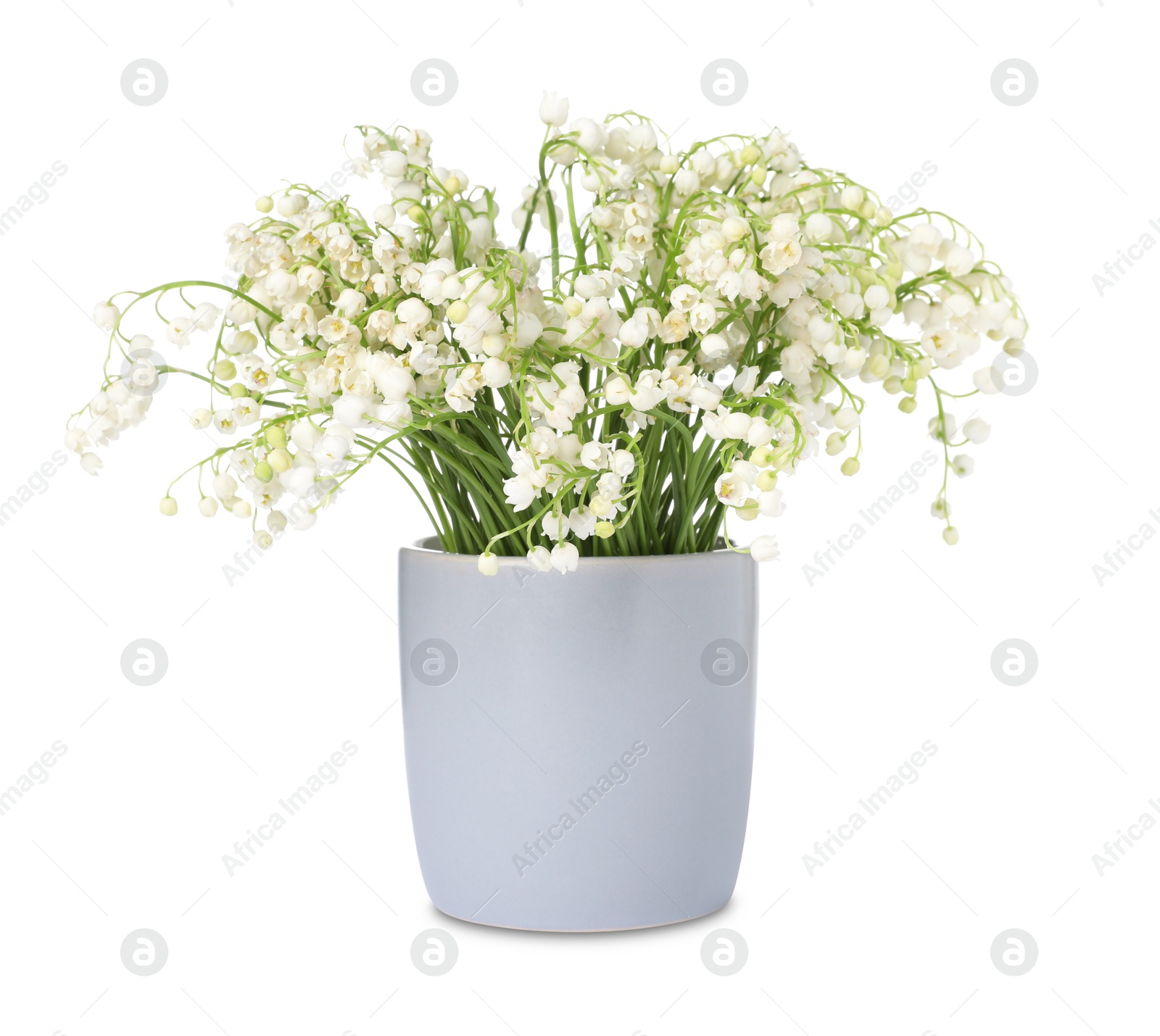 Bouquet of beautiful lily of the valley flowers isolated on white Photo of Bouquet of beautiful lily of the valley flowers isolated on white