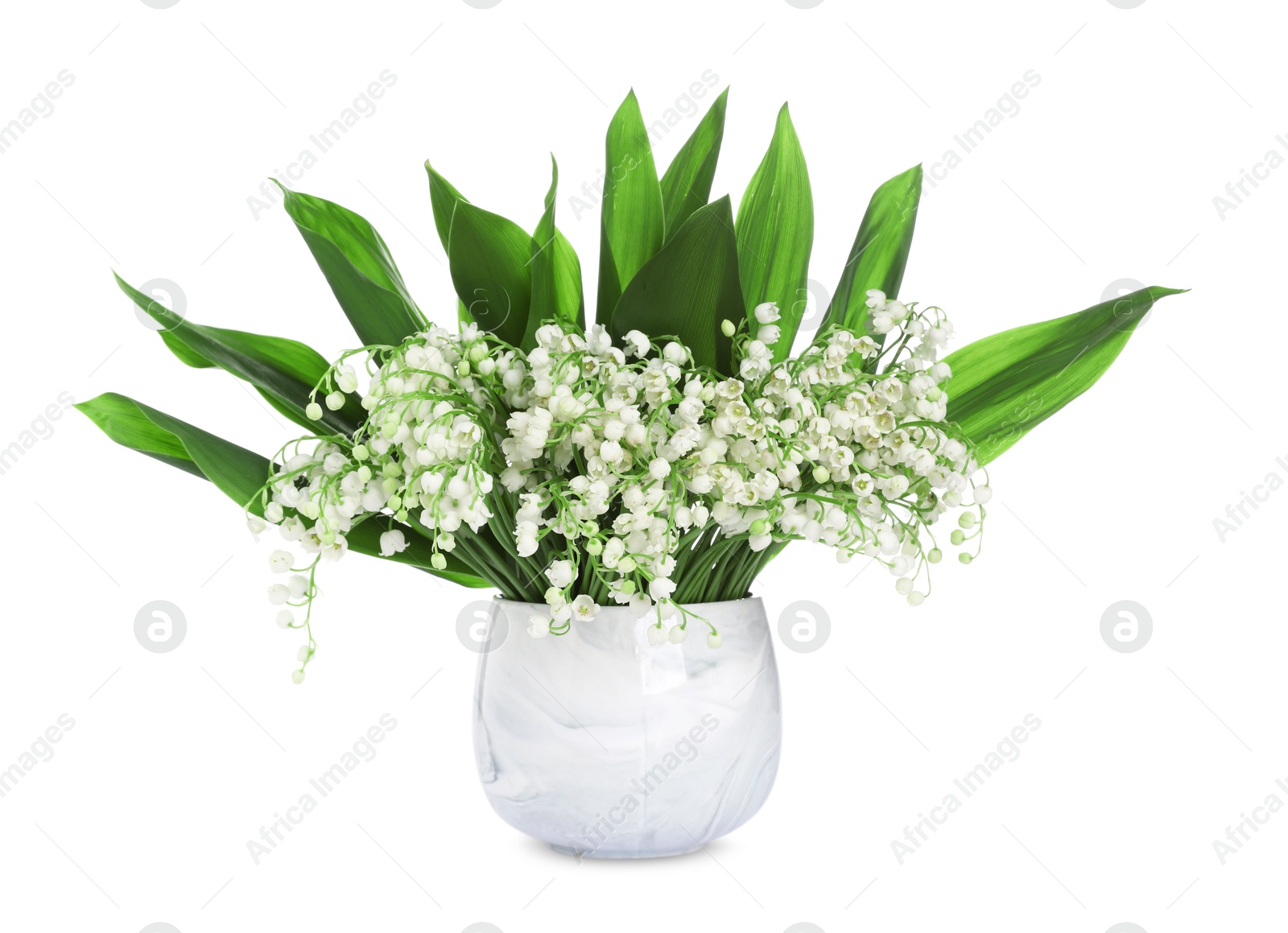 Bouquet of beautiful lily of the valley flowers isolated on white Photo of Bouquet of beautiful lily of the valley flowers isolated on white