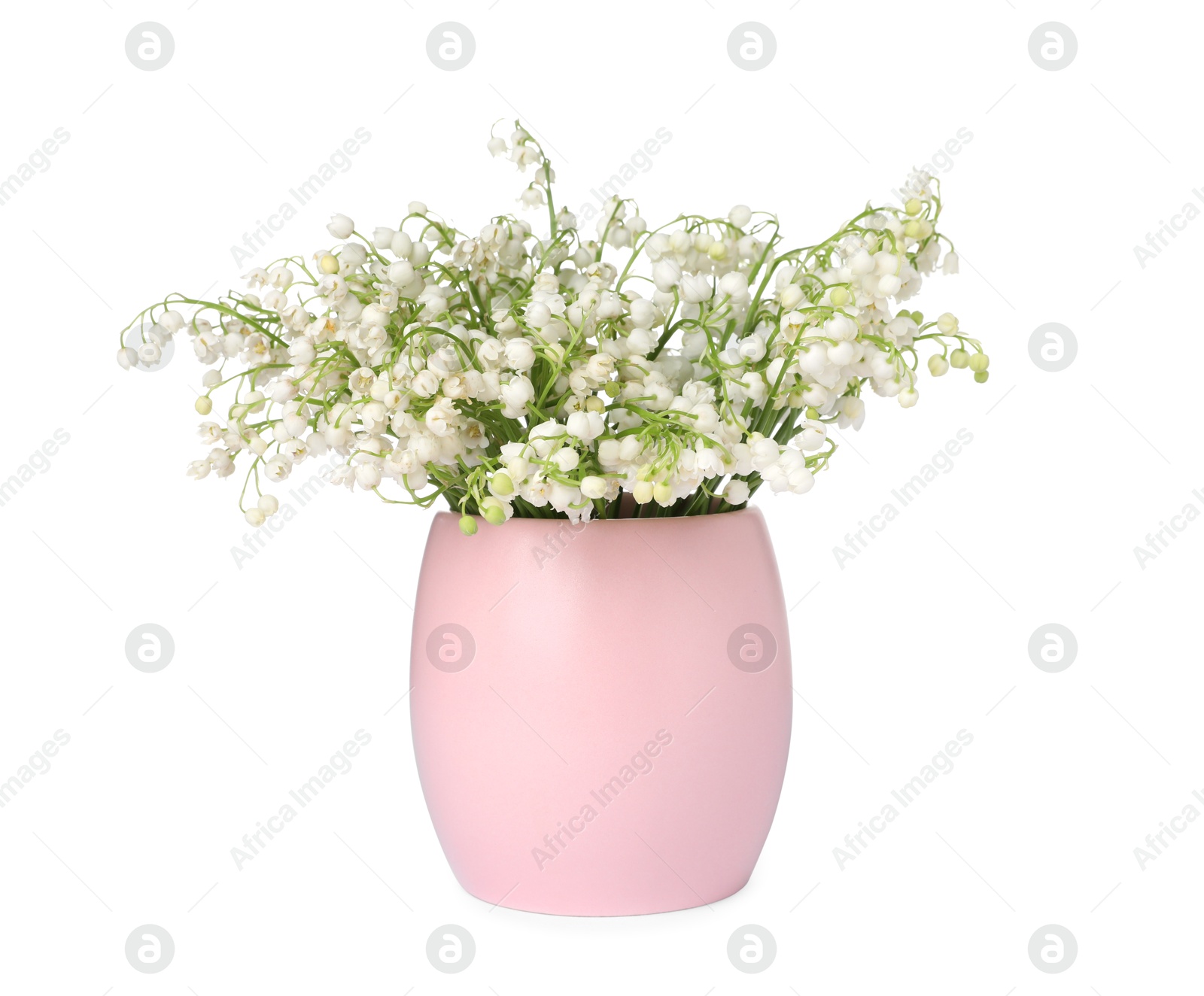Bouquet of beautiful lily of the valley flowers isolated on white Photo of Bouquet of beautiful lily of the valley flowers isolated on white