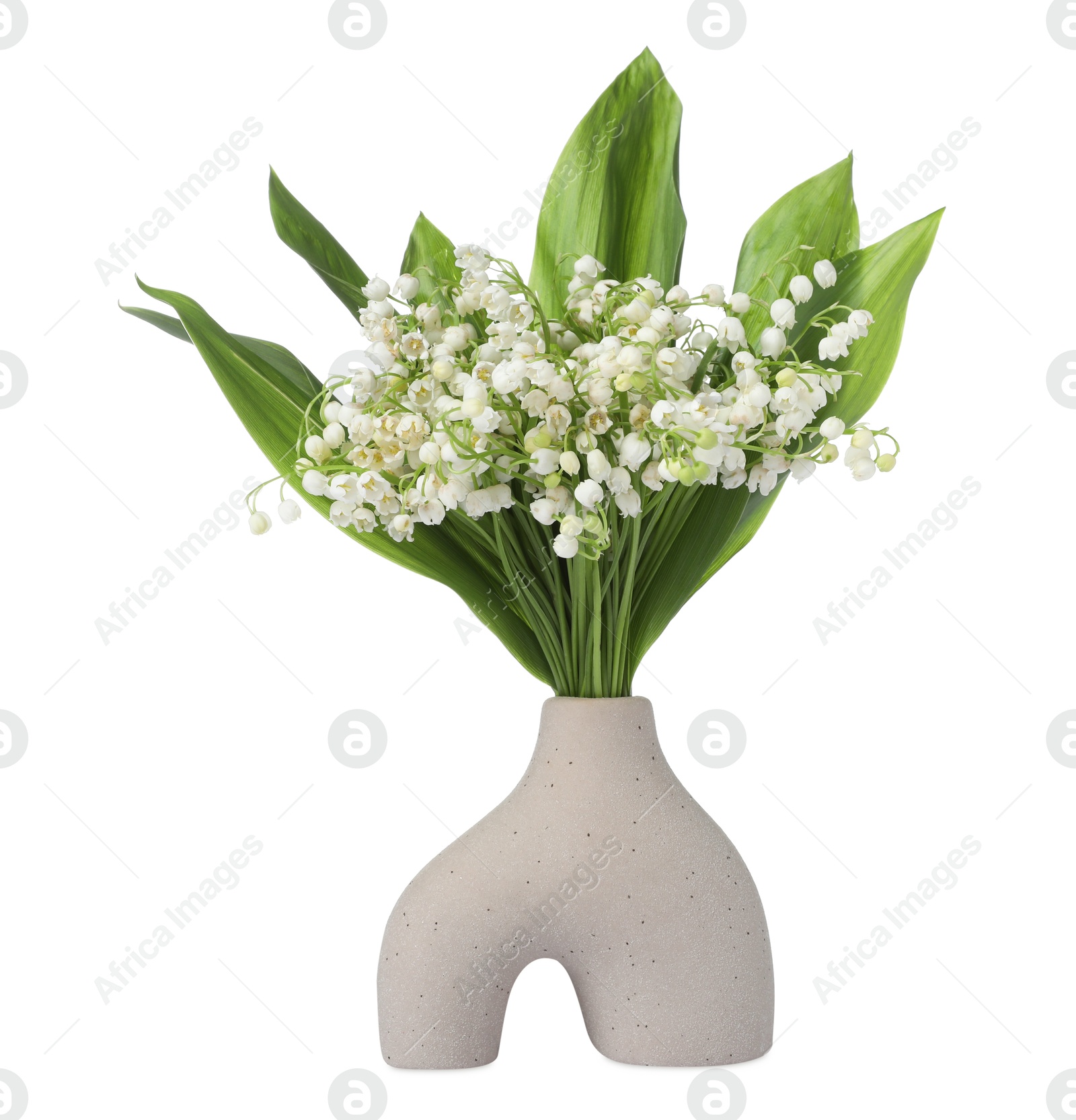 Bouquet of beautiful lily of the valley flowers isolated on white Photo of Bouquet of beautiful lily of the valley flowers isolated on white
