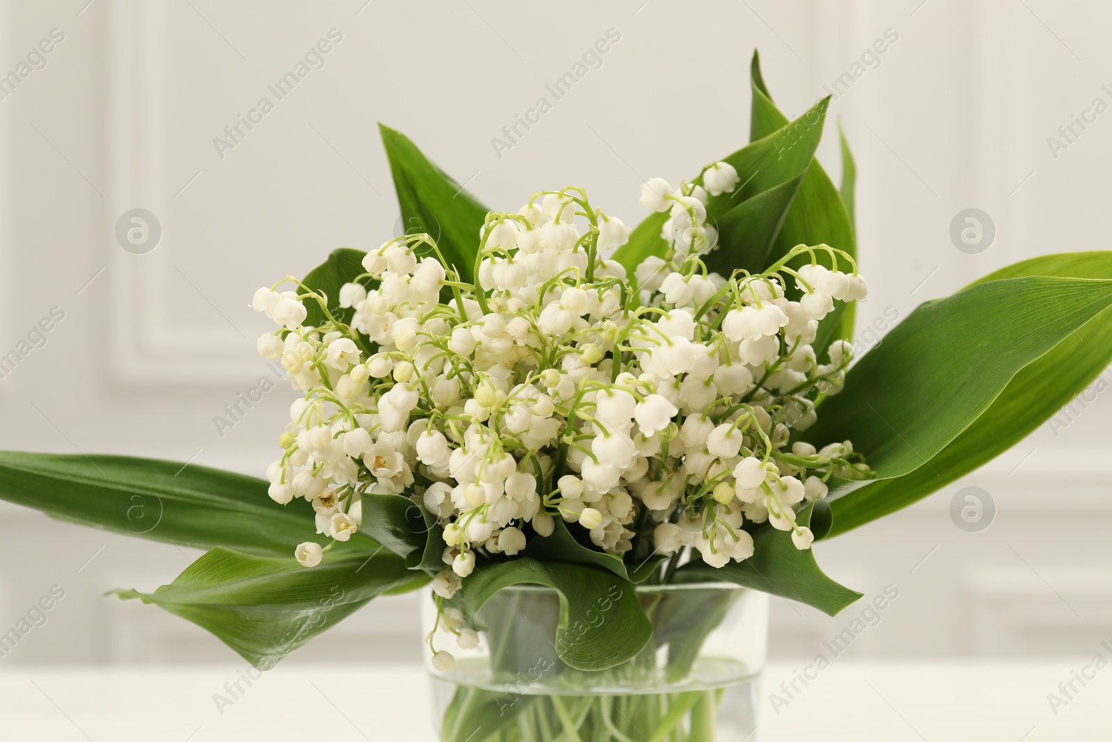 Beautiful lilies of the valley flowers in vase on white table, closeup Photo of Beautiful lilies of the valley flowers in vase on white table, closeup