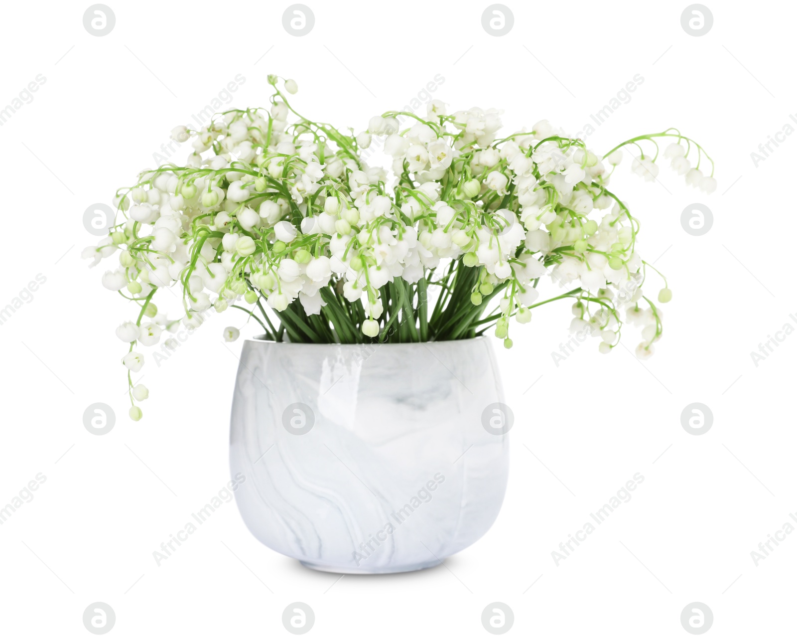 Bouquet of beautiful lily of the valley flowers isolated on white Photo of Bouquet of beautiful lily of the valley flowers isolated on white