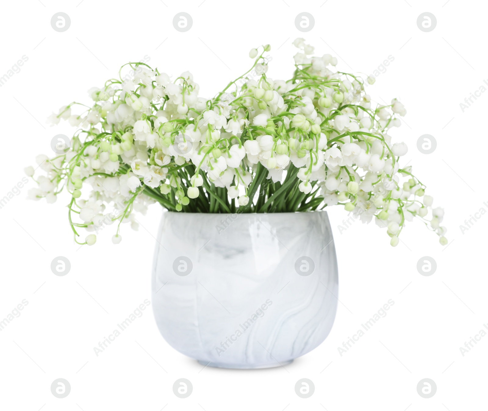 Bouquet of beautiful lily of the valley flowers isolated on white Photo of Bouquet of beautiful lily of the valley flowers isolated on white