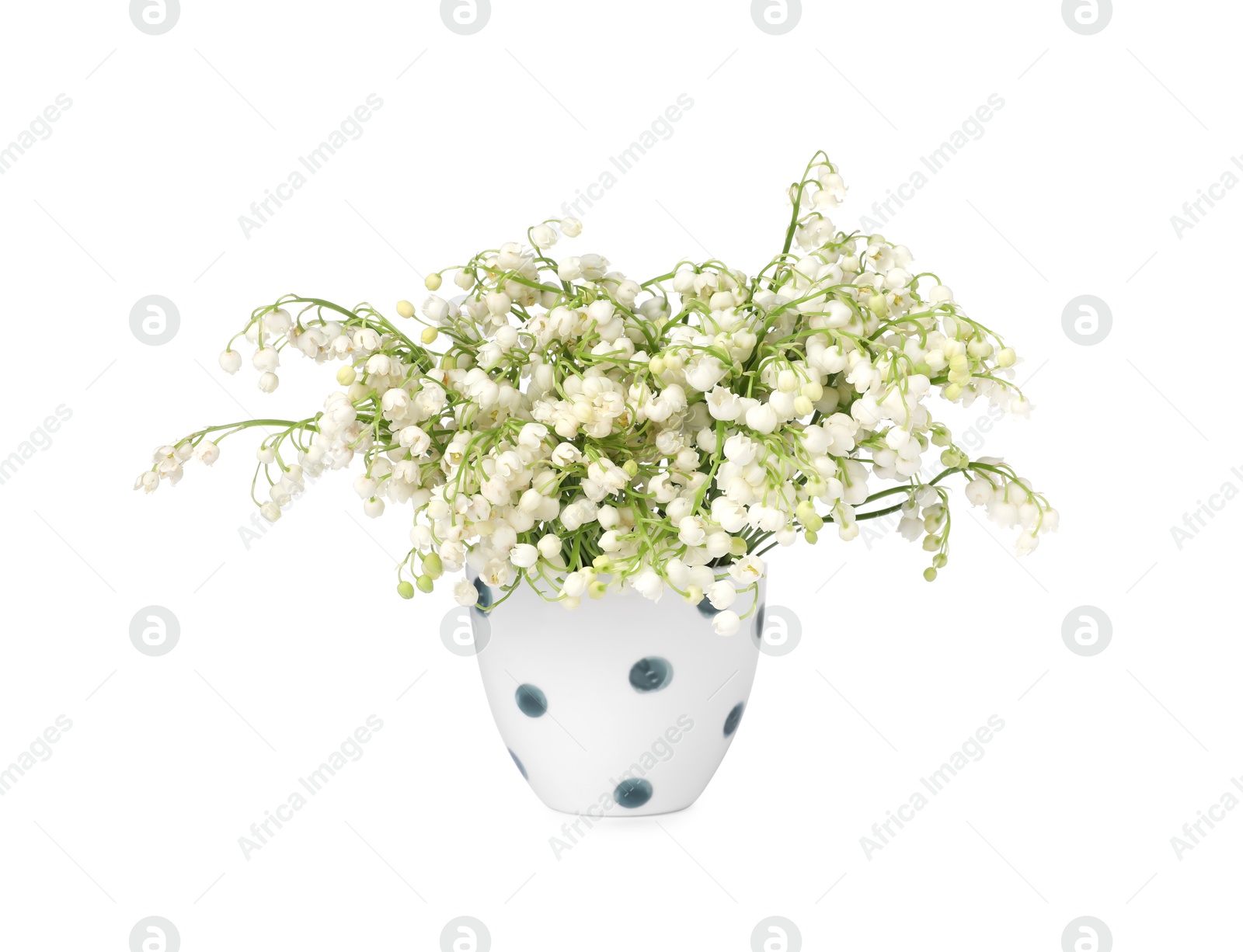 Bouquet of beautiful lily of the valley flowers isolated on white Photo of Bouquet of beautiful lily of the valley flowers isolated on white