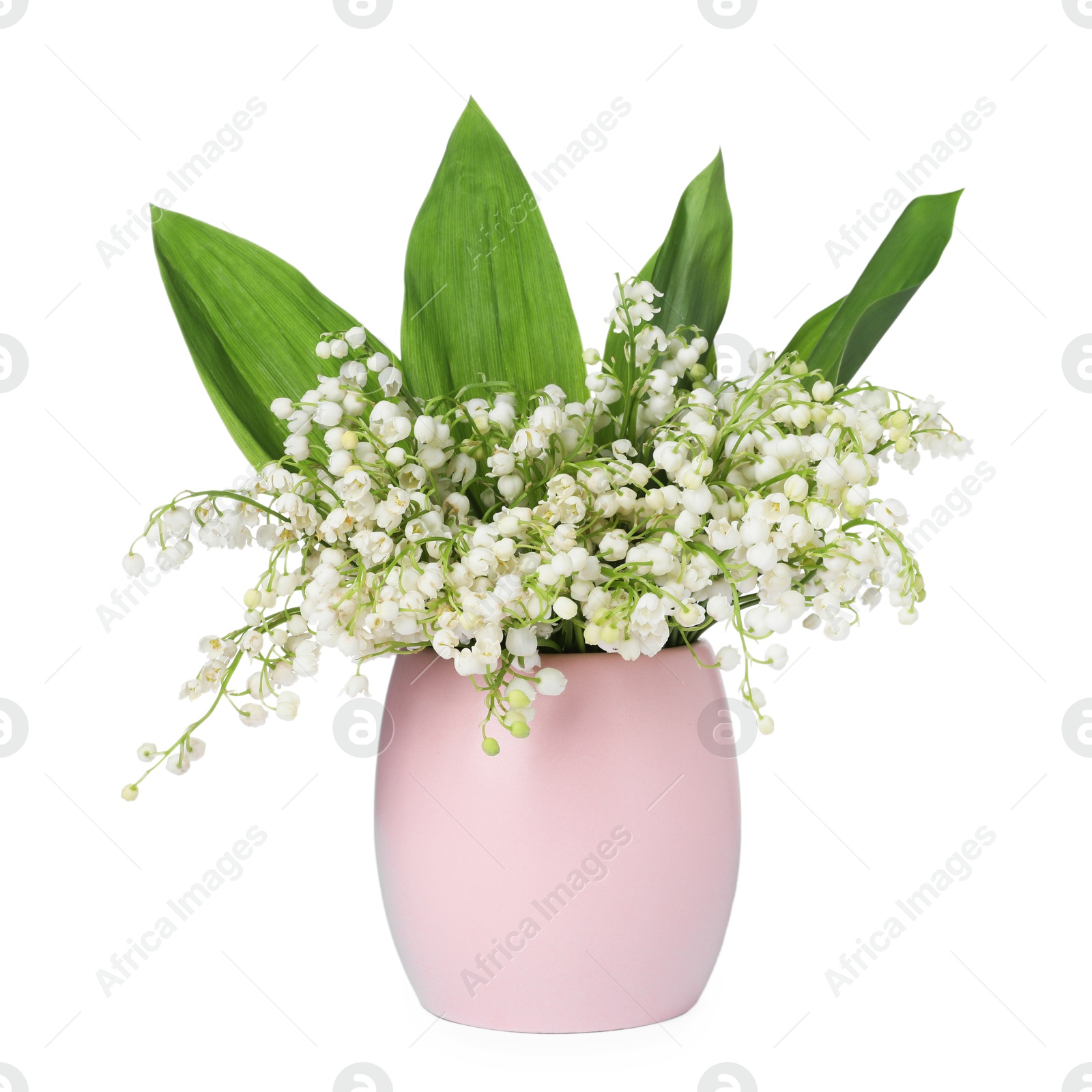 Bouquet of beautiful lily of the valley flowers isolated on white Photo of Bouquet of beautiful lily of the valley flowers isolated on white