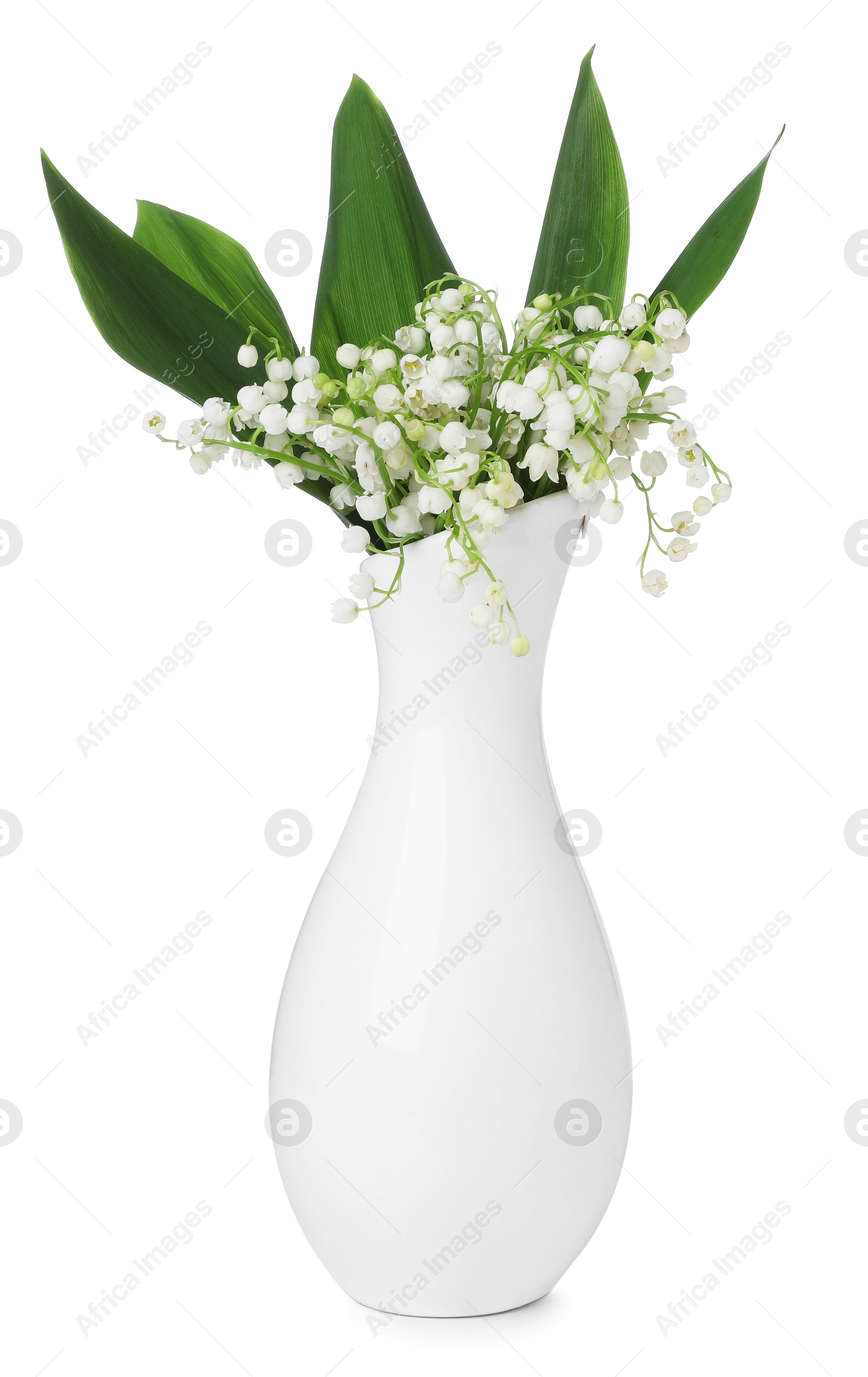 Bouquet of beautiful lily of the valley flowers isolated on white Photo of Bouquet of beautiful lily of the valley flowers isolated on white