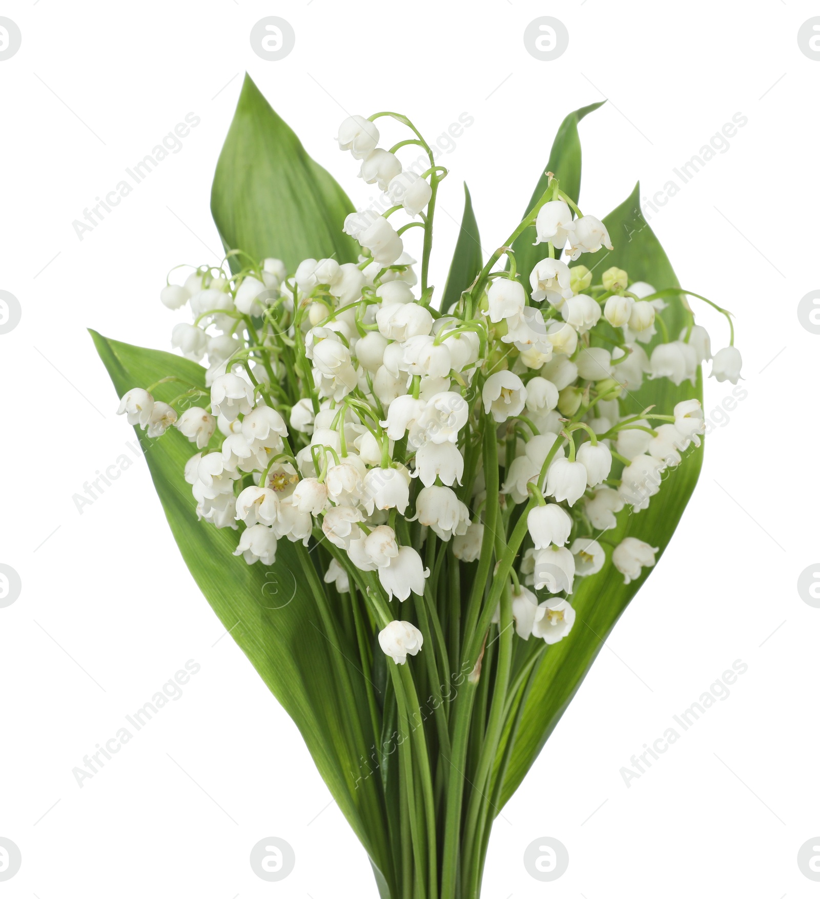 Bouquet of beautiful lily of the valley flowers isolated on white Photo of Bouquet of beautiful lily of the valley flowers isolated on white