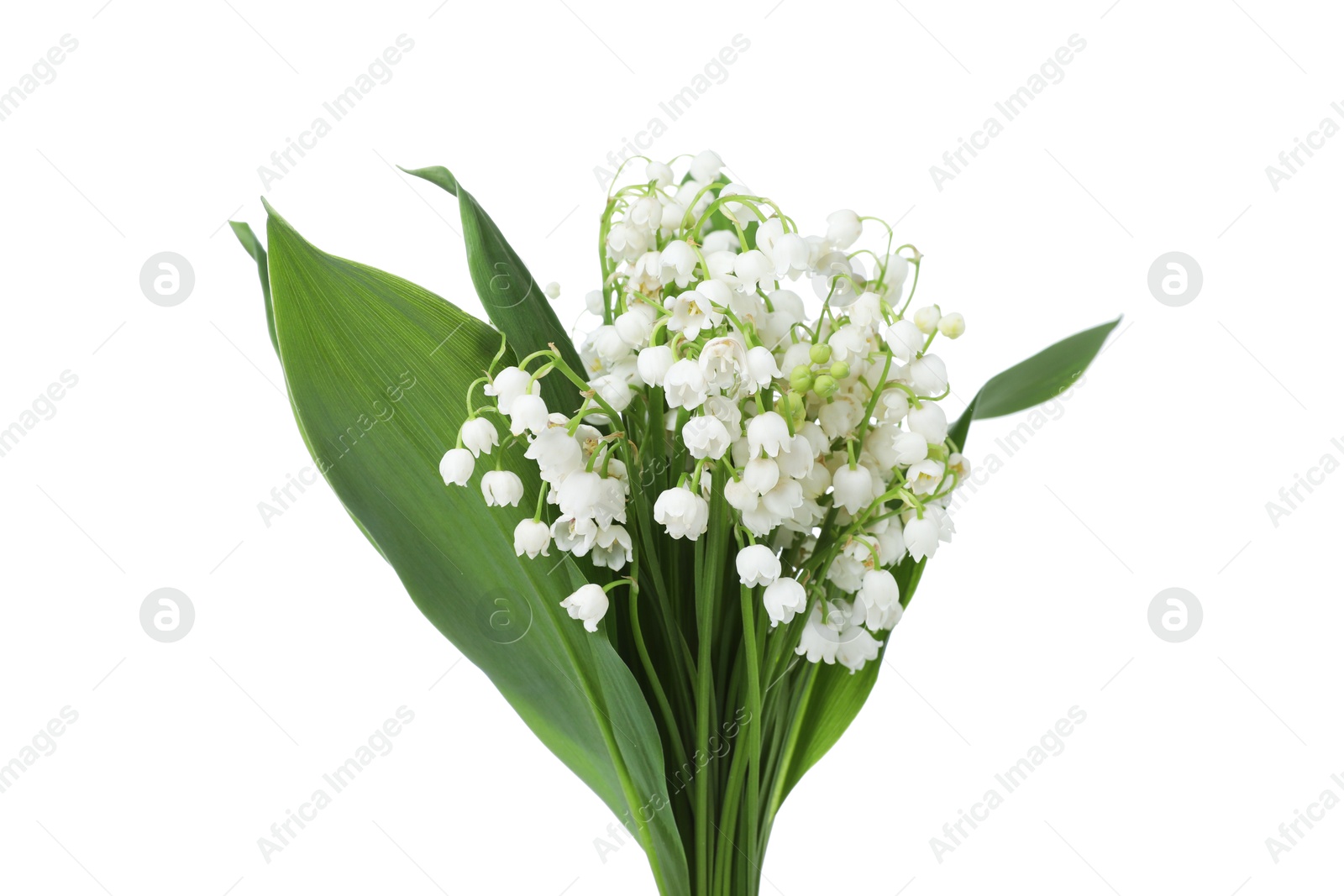 Bouquet of beautiful lily of the valley flowers isolated on white Photo of Bouquet of beautiful lily of the valley flowers isolated on white