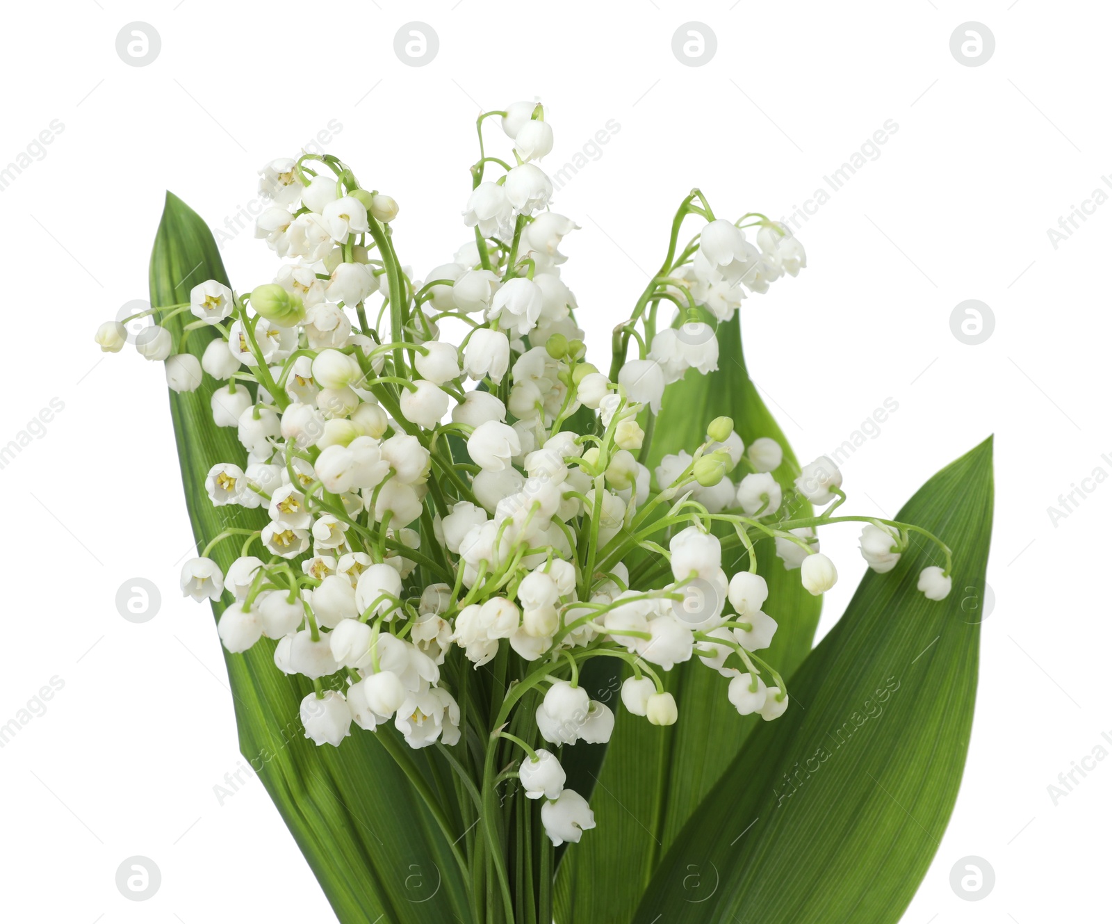 Bouquet of beautiful lily of the valley flowers isolated on white Photo of Bouquet of beautiful lily of the valley flowers isolated on white