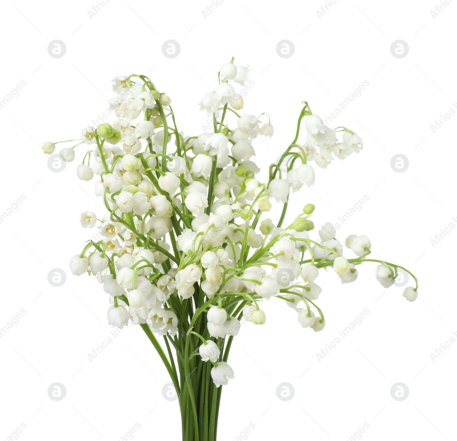 Bouquet of beautiful lily of the valley flowers isolated on white Photo of Bouquet of beautiful lily of the valley flowers isolated on white