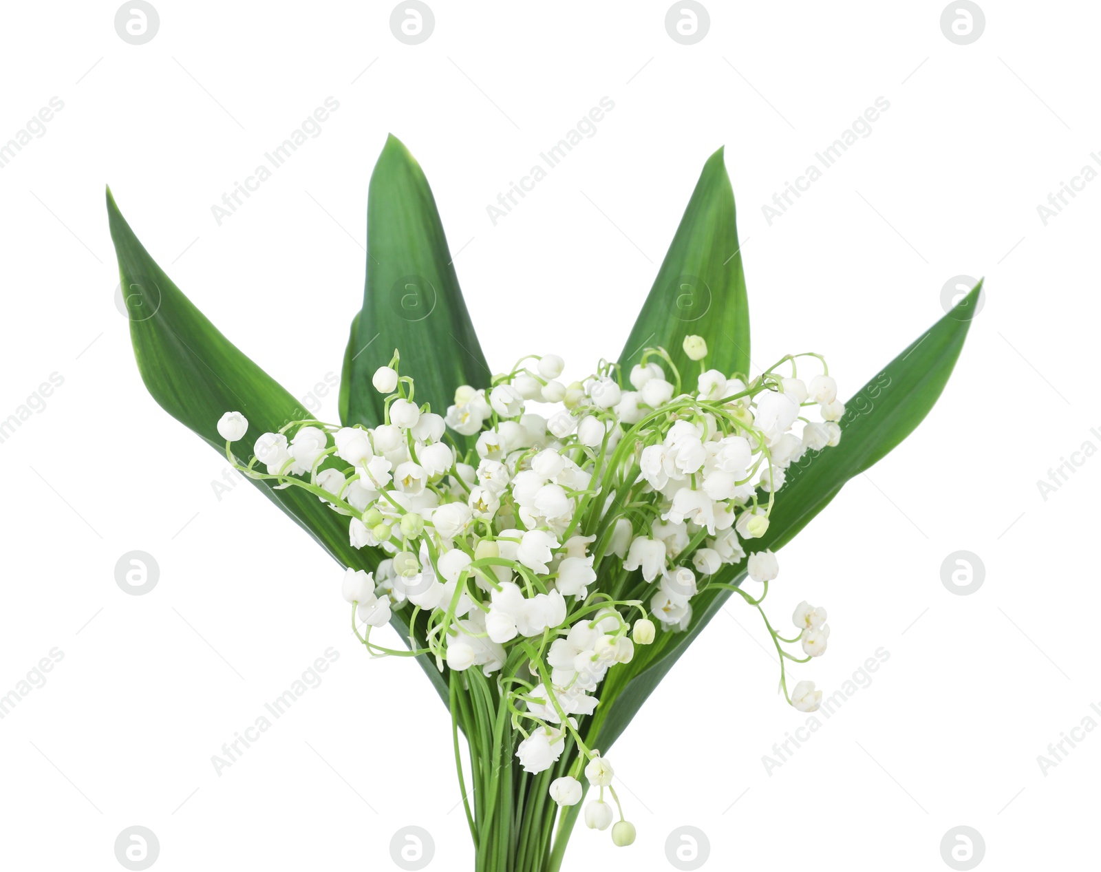 Bouquet of beautiful lily of the valley flowers isolated on white Photo of Bouquet of beautiful lily of the valley flowers isolated on white