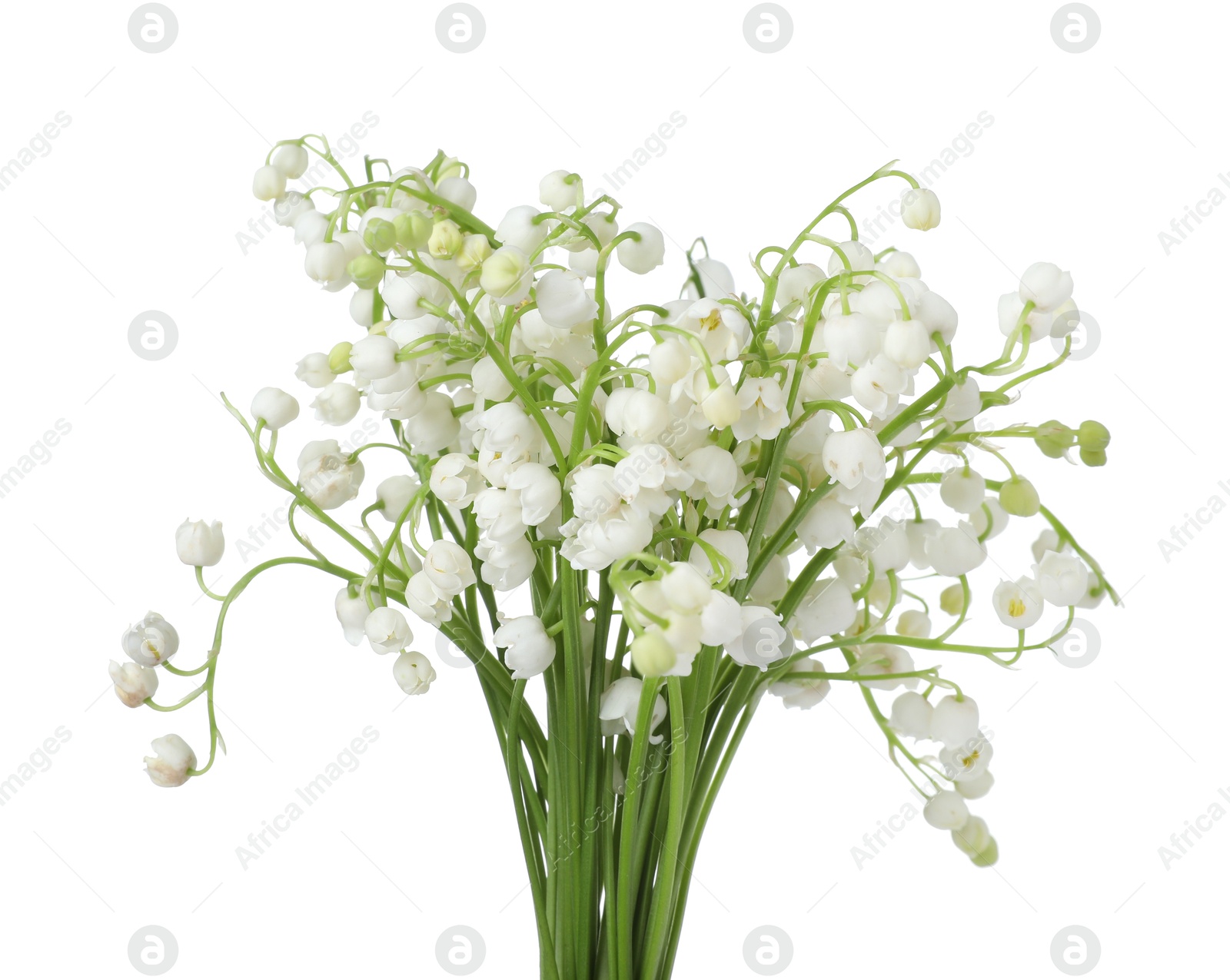 Bouquet of beautiful lily of the valley flowers isolated on white Photo of Bouquet of beautiful lily of the valley flowers isolated on white
