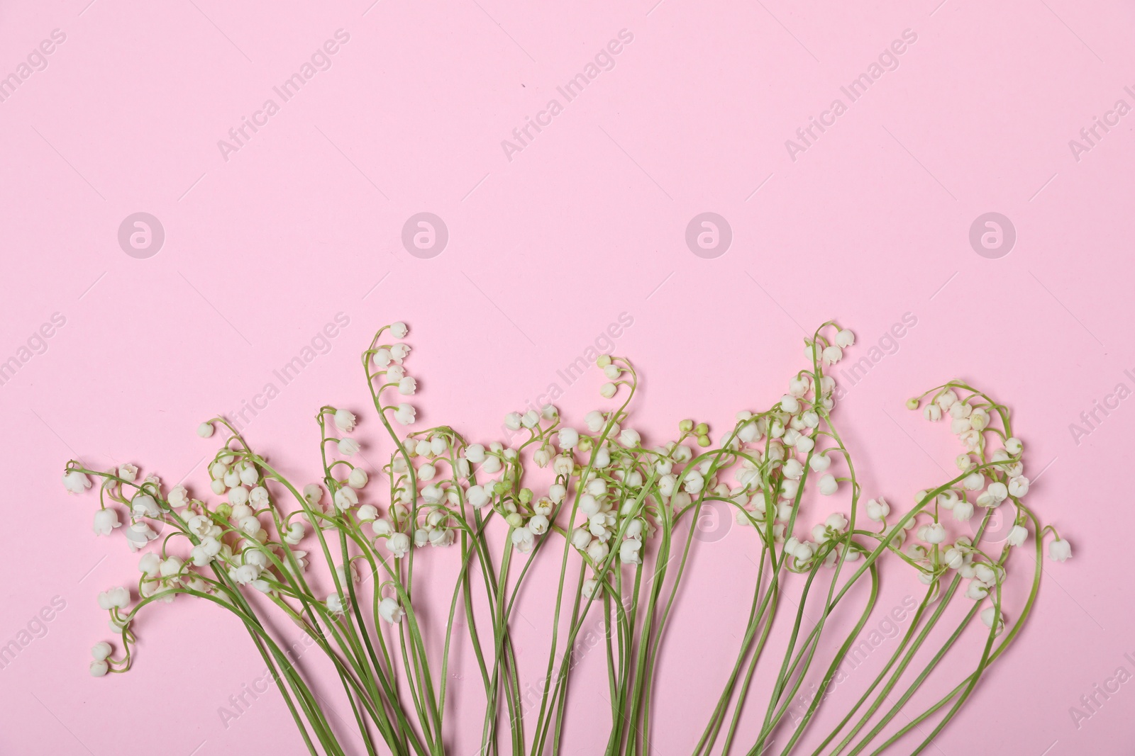 Beautiful lily-of-the-valley flowers on light pink background, flat lay. Space for text Photo of Beautiful lily-of-the-valley flowers on light pink background, flat lay. Space for text