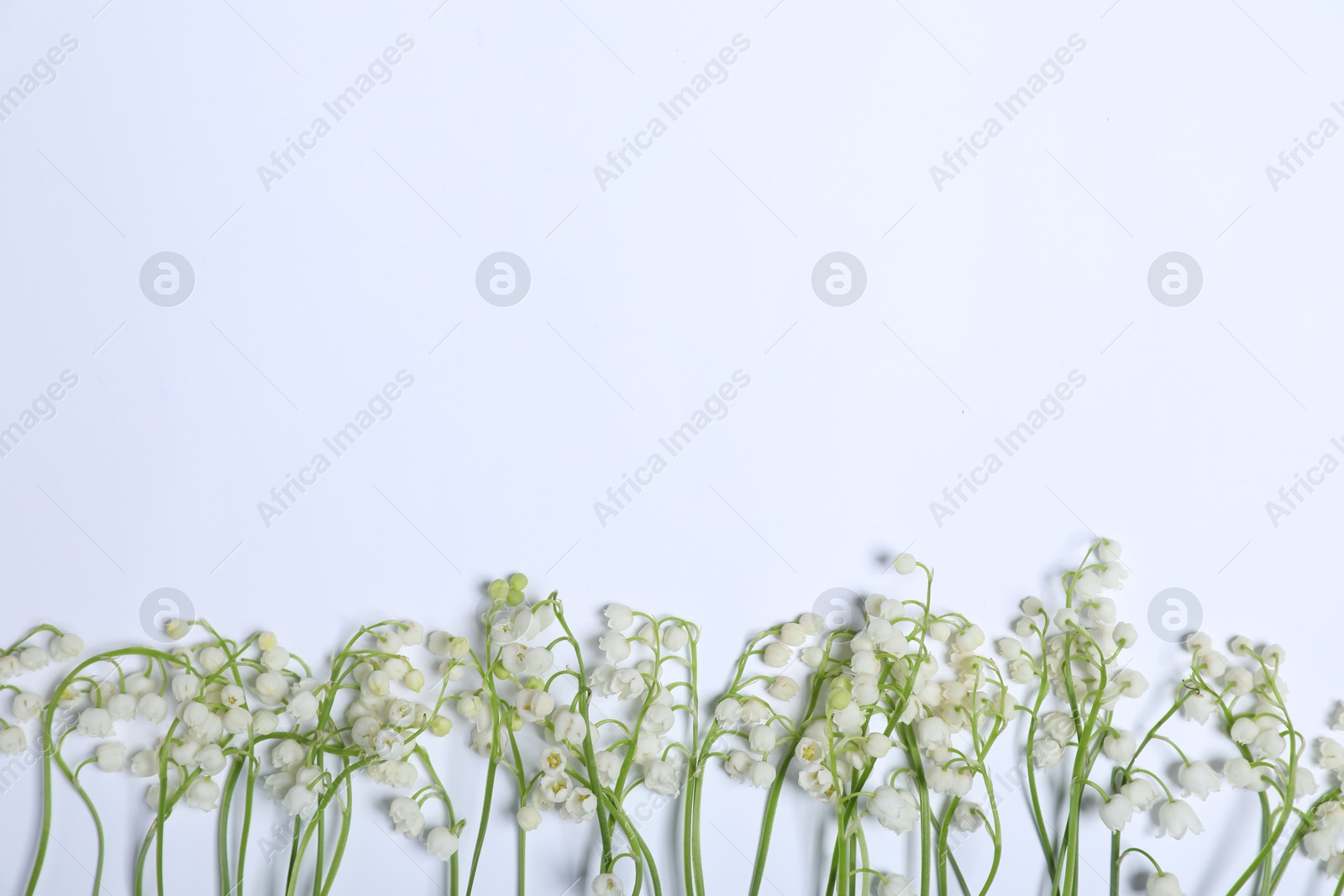 Beautiful lily-of-the-valley flowers on white background, flat lay. Space for text Photo of Beautiful lily-of-the-valley flowers on white background, flat lay. Space for text