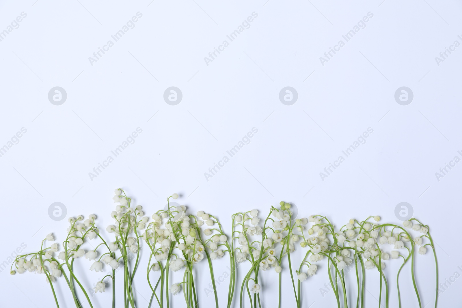 Beautiful lily-of-the-valley flowers on white background, flat lay. Space for text Photo of Beautiful lily-of-the-valley flowers on white background, flat lay. Space for text