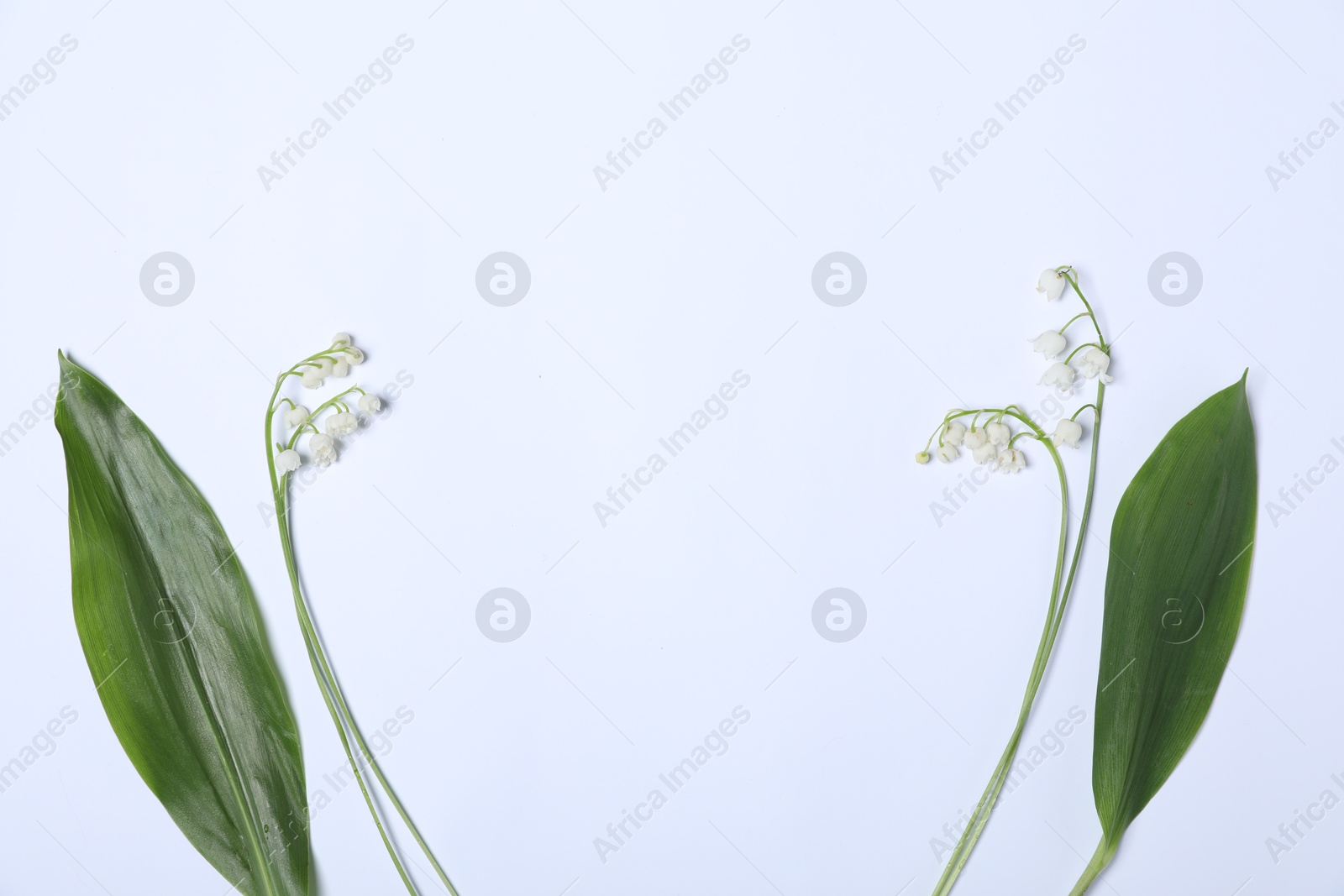Beautiful lily-of-the-valley flowers and leaves on white background, flat lay. Space for text Photo of Beautiful lily-of-the-valley flowers and leaves on white background, flat lay. Space for text