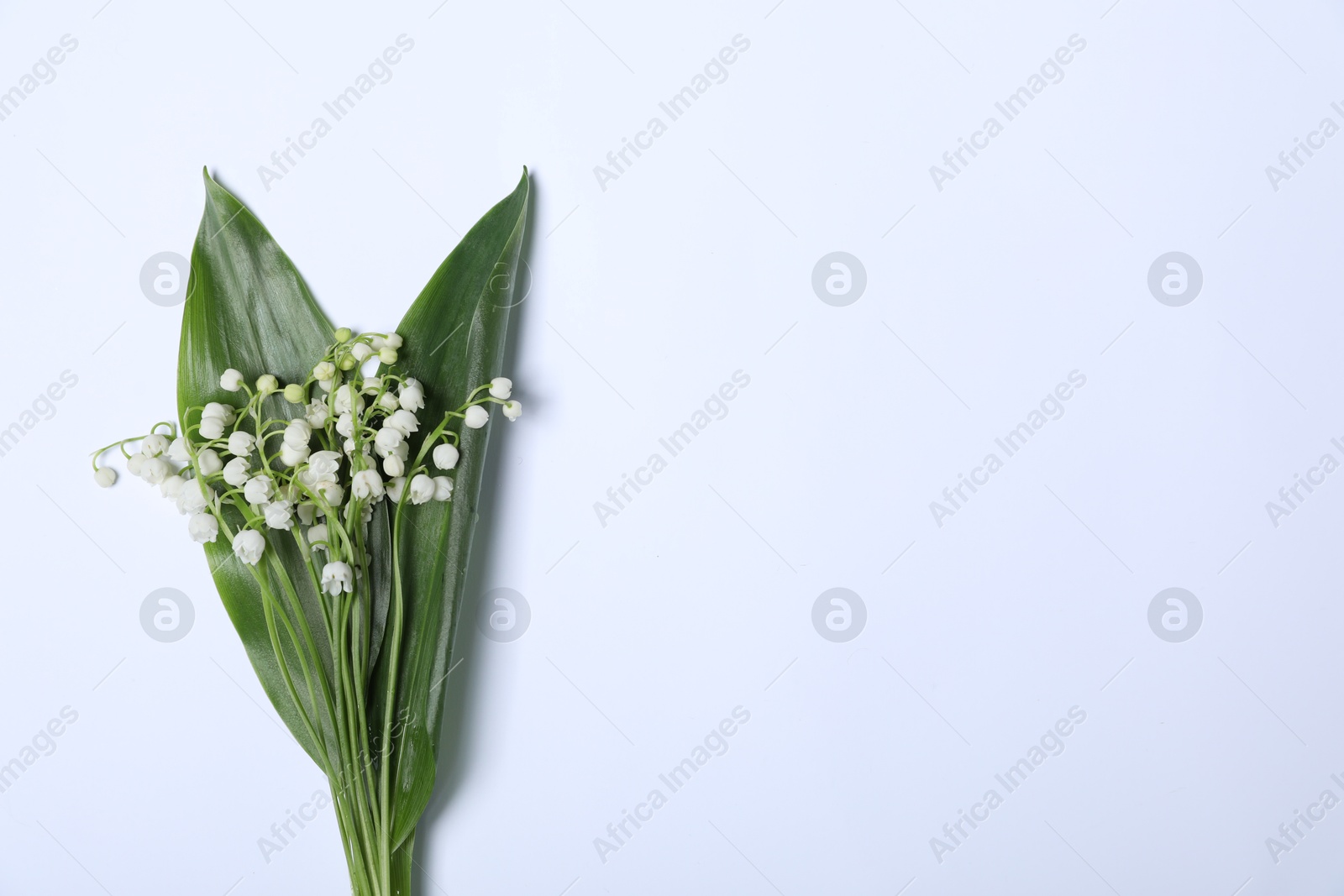 Beautiful lily-of-the-valley flowers on white background, top view. Space for text Photo of Beautiful lily-of-the-valley flowers on white background, top view. Space for text
