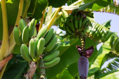 Photo of Tropical plant with green leaves and ripening bananas outdoors