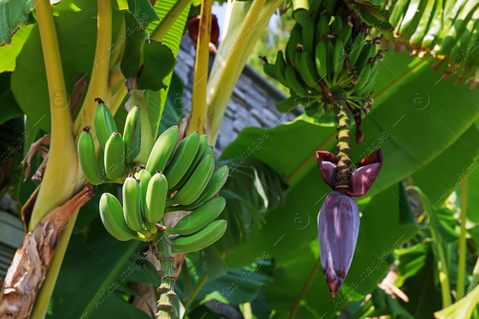 Tropical plant with green leaves and ripening bananas outdoors Photo of Tropical plant with green leaves and ripening bananas outdoors