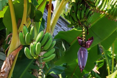 Photo of Tropical plant with green leaves and ripening bananas outdoors