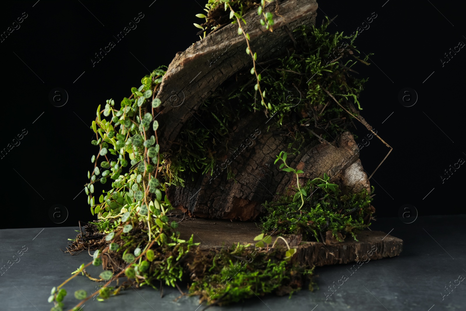 Tree bark with plants on grey table, closeup. Stylish presentation for product Photo of Tree bark with plants on grey table, closeup. Stylish presentation for product