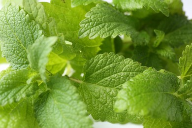 Photo of Fresh green lemon balm leaves on white background, closeup