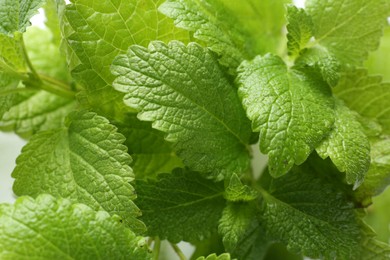 Photo of Fresh green lemon balm leaves on white background, closeup