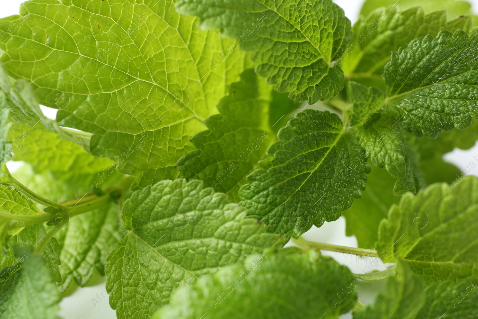 Fresh green lemon balm leaves on white background, closeup Photo of Fresh green lemon balm leaves on white background, closeup