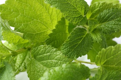 Photo of Fresh green lemon balm leaves on white background, closeup