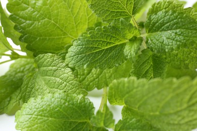 Photo of Fresh green lemon balm leaves on white background, closeup