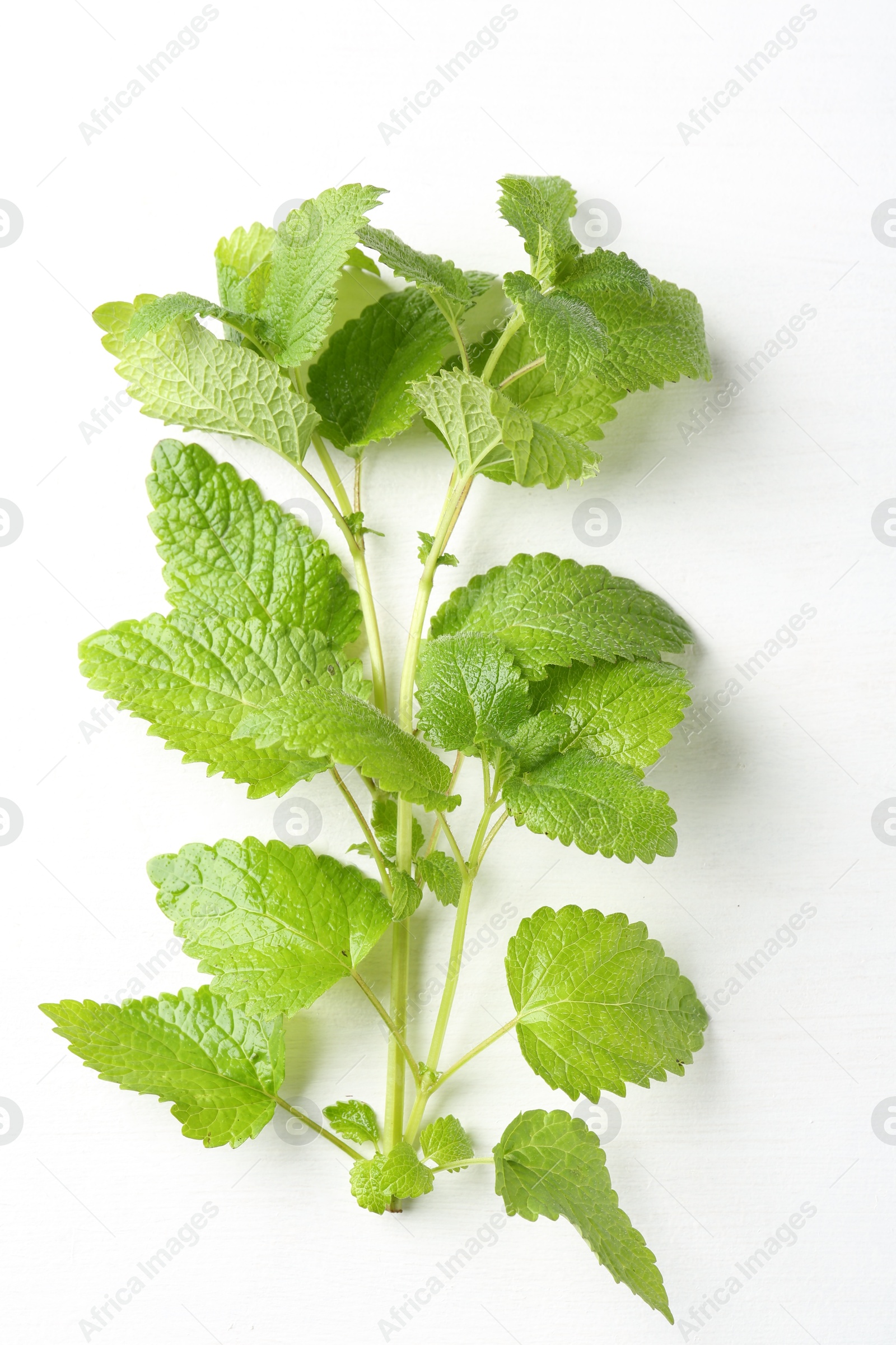 Fresh lemon balm leaves on white table, top view Photo of Fresh lemon balm leaves on white table, top view
