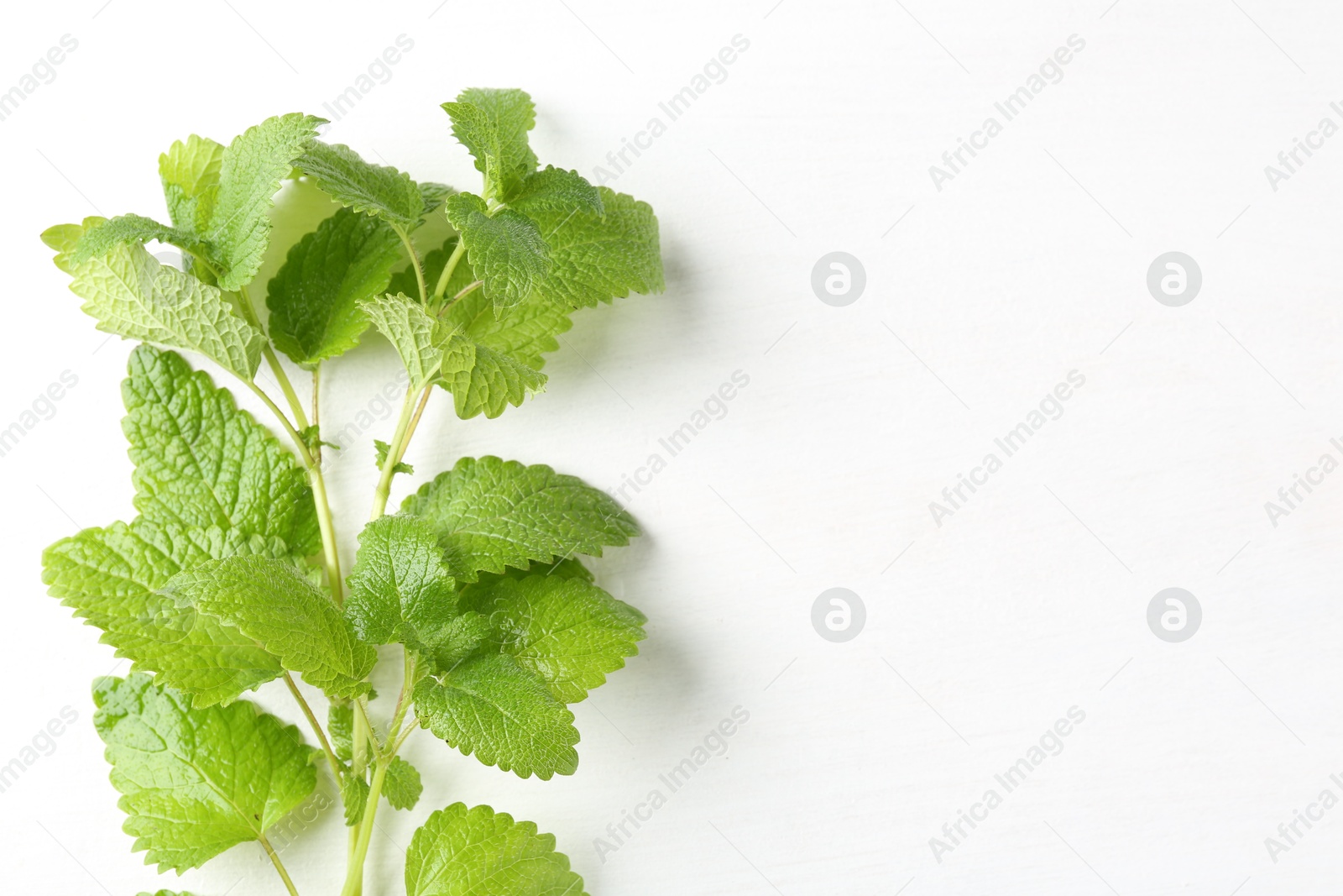 Fresh lemon balm leaves on white table, top view. Space for text Photo of Fresh lemon balm leaves on white table, top view. Space for text