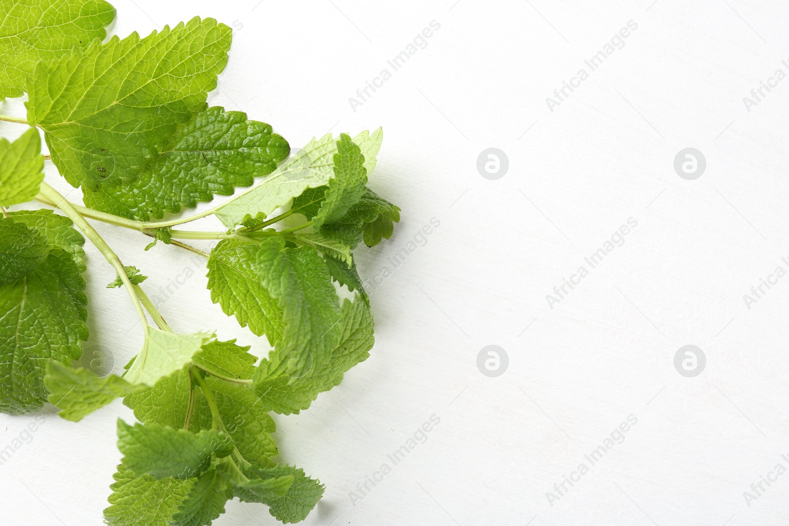 Fresh lemon balm leaves on white table, top view. Space for text Photo of Fresh lemon balm leaves on white table, top view. Space for text