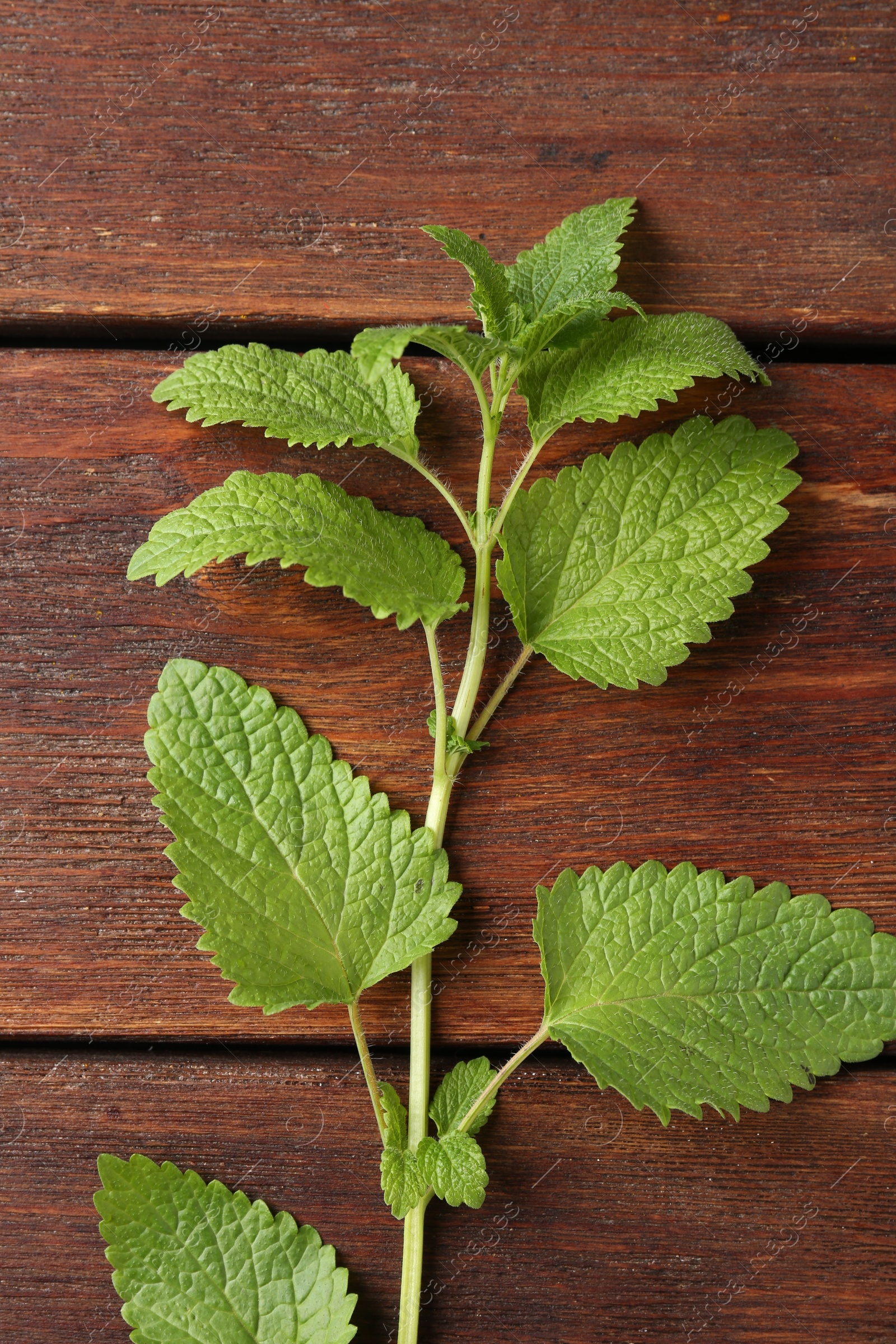 Fresh lemon balm leaves on wooden table, top view Photo of Fresh lemon balm leaves on wooden table, top view