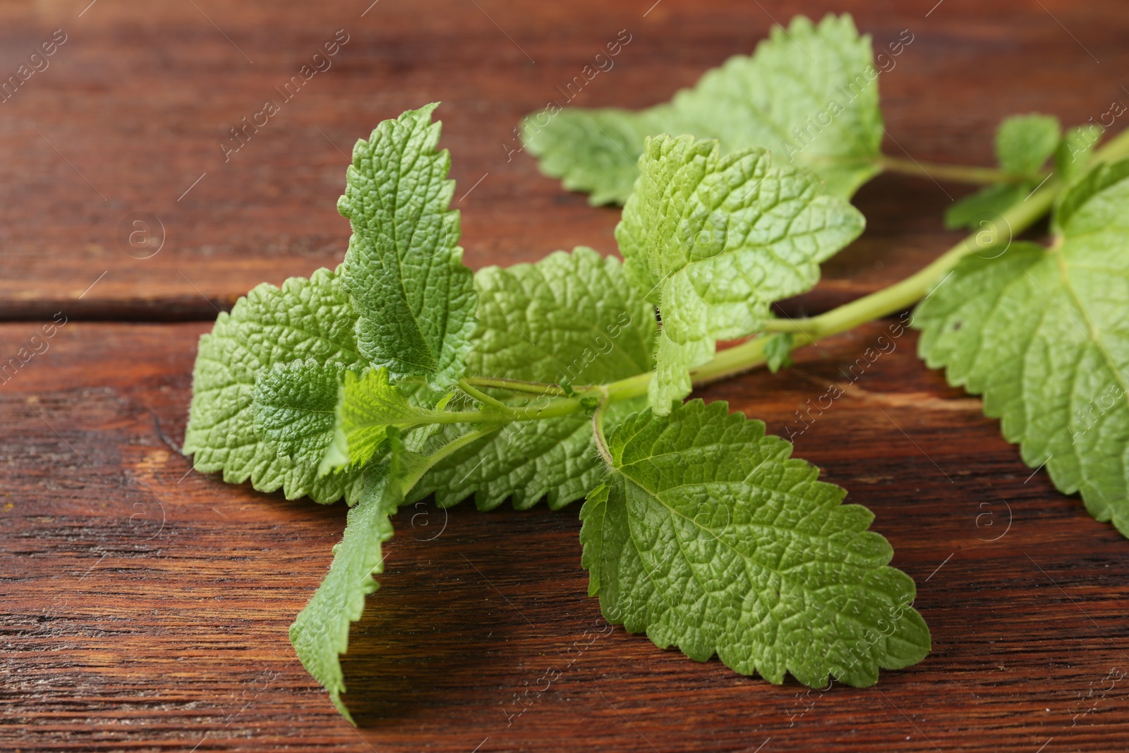 Fresh lemon balm leaves on wooden table, closeup Photo of Fresh lemon balm leaves on wooden table, closeup